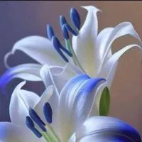 md_abid_hasan